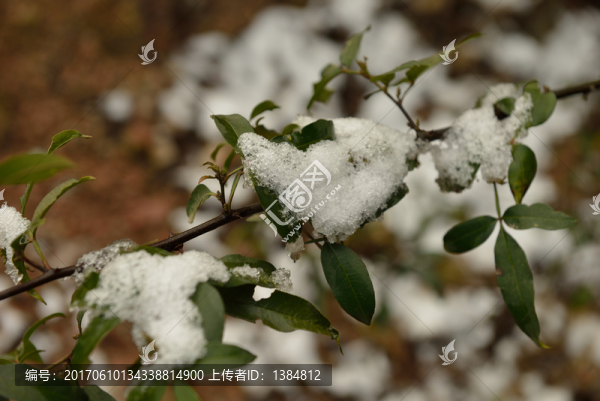 雪