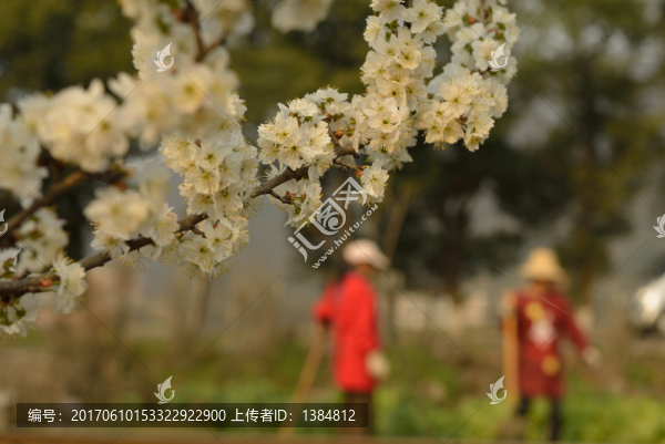 櫻桃花