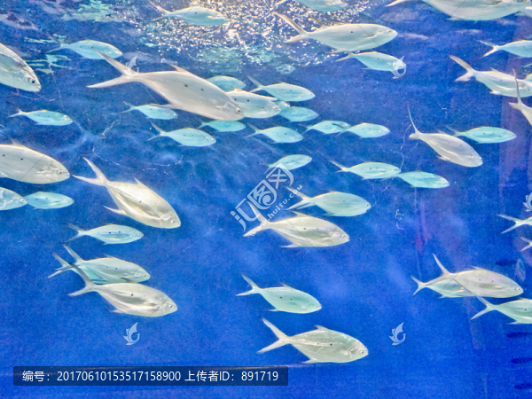 海底世界,深海魚群