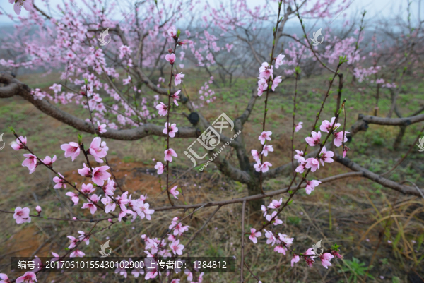 桃花