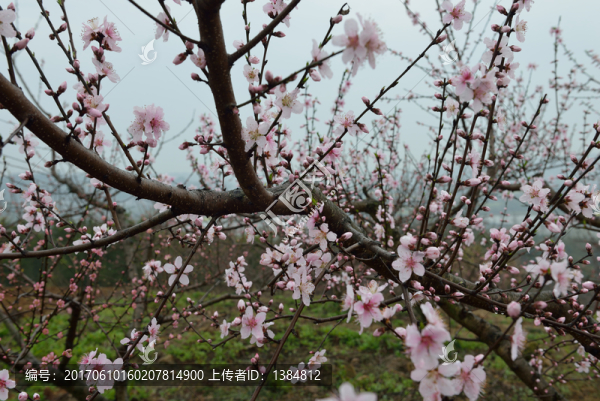 桃花