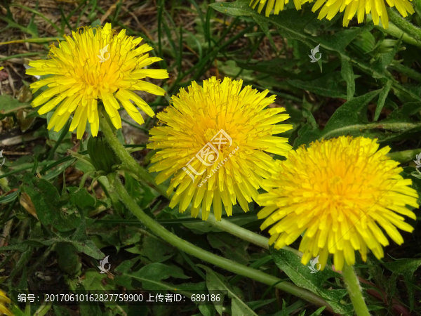 蒲公英花