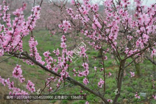 桃花