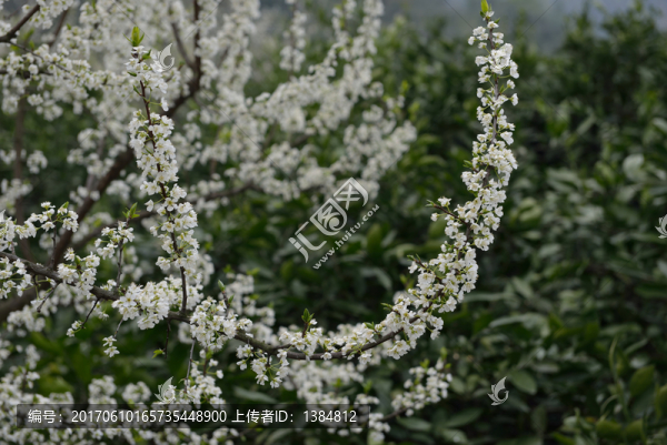 李子花