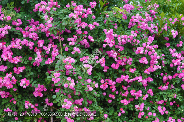 薔薇花