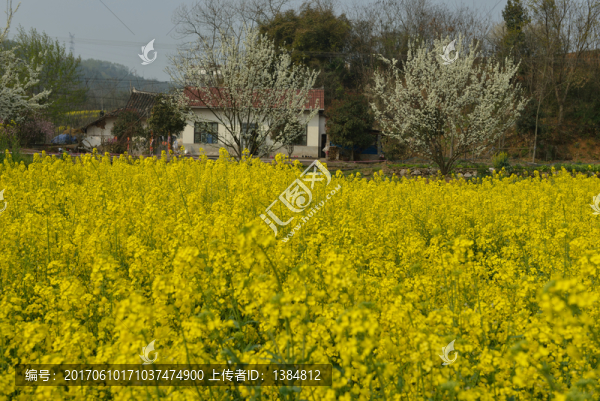 油菜花