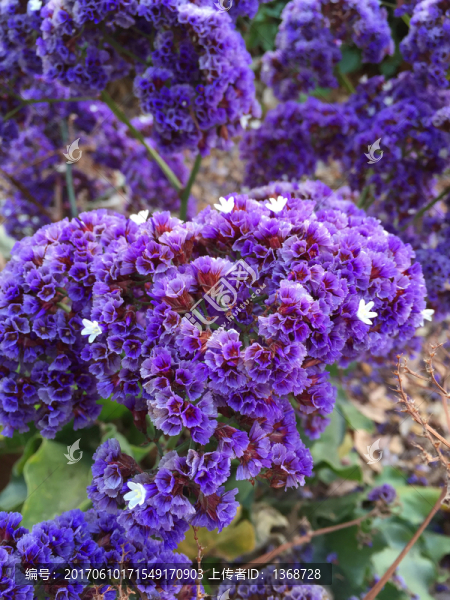 紫色的花