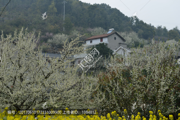 花園