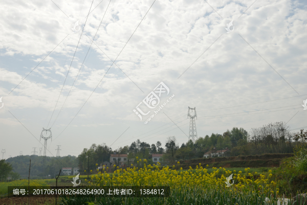 藍天,油菜花