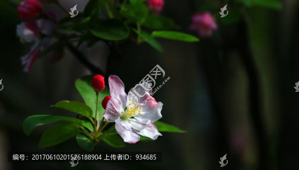 海棠花