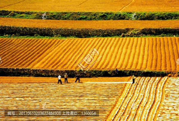 田野,田園