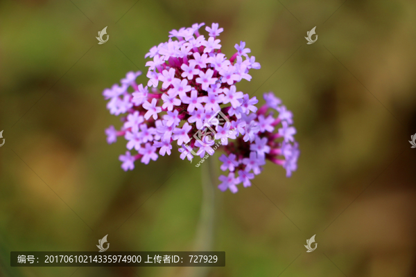 馬鞭草