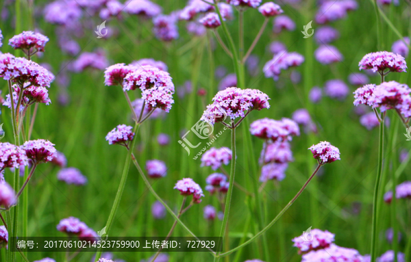 馬鞭草草地