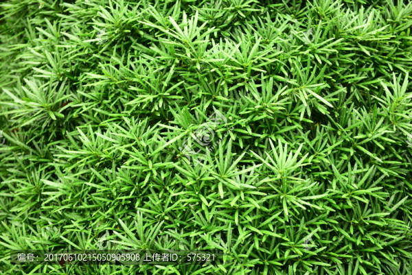綠色植物墻,綠色背景,柏樹葉子