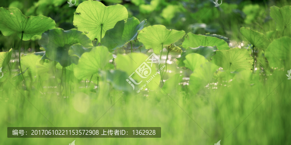 荷塘韻味