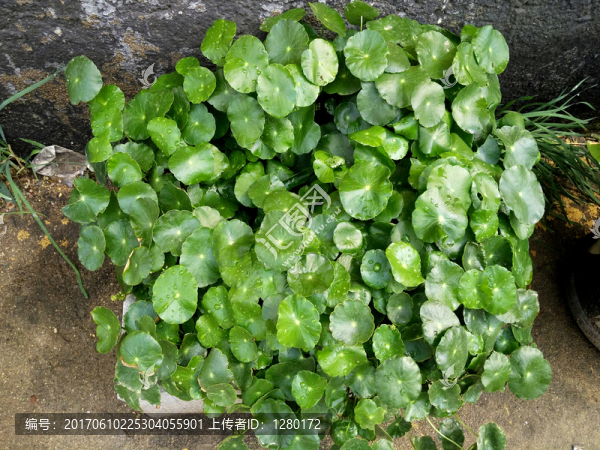 小荷葉