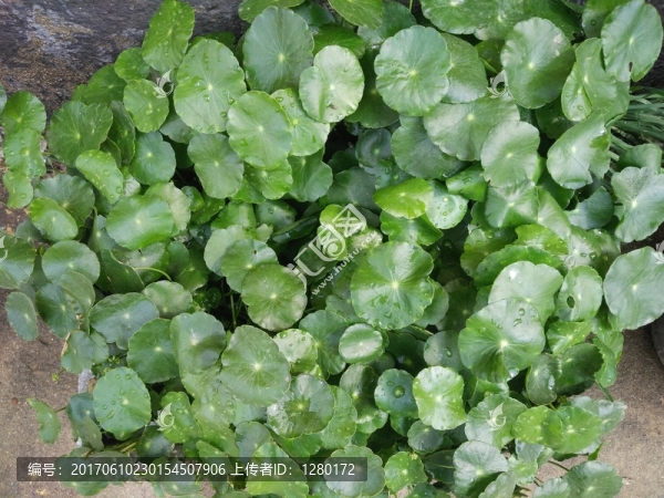 小荷葉