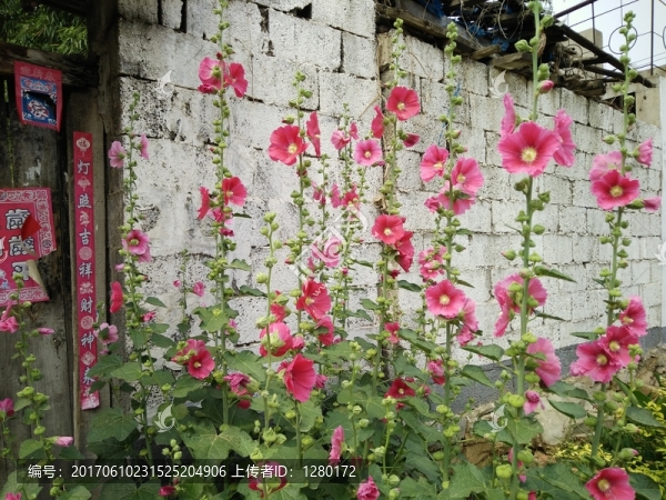 蜀葵,花