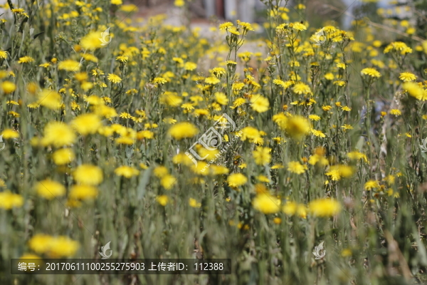 黃花,蒲公英,花,黃色,植物