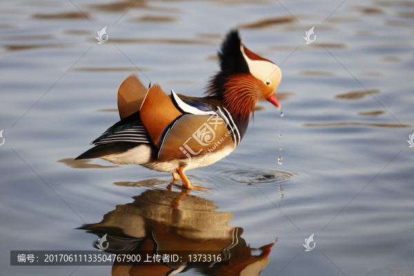 鴛鴦戲水