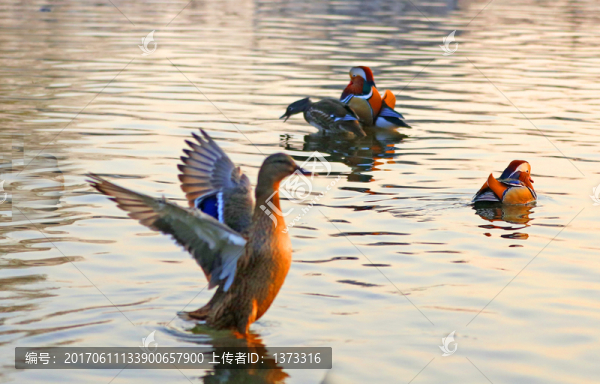 鴛鴦戲水