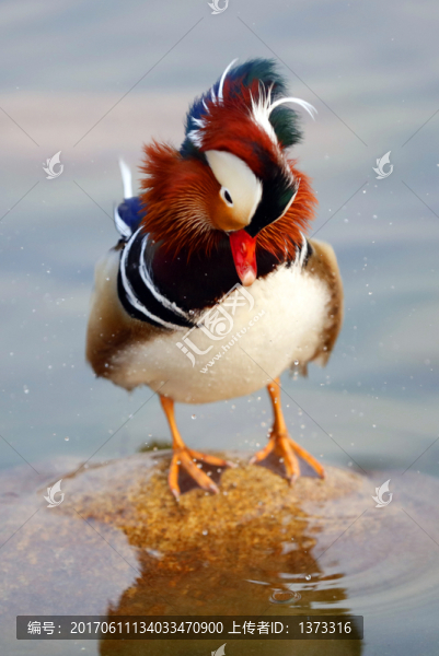 鴛鴦戲水