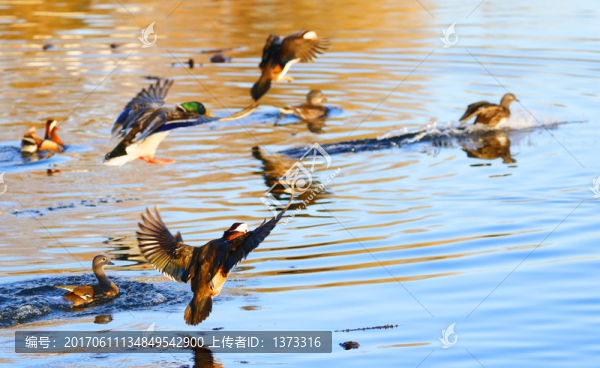 鴛鴦戲水