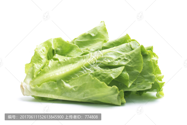 生菜
