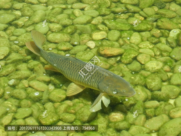 鯉魚