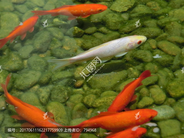 金魚