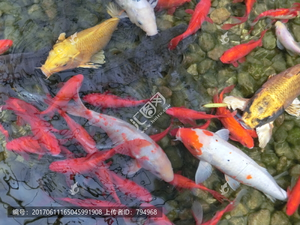 錦鯉,金魚(yú)