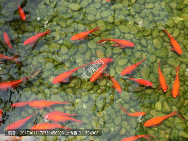 金魚