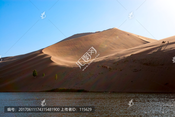 超高清沙漠湖泊倒影駱駝隊