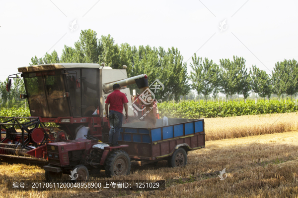 小麥?zhǔn)崭? title=