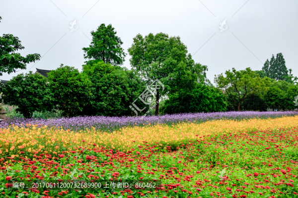花叢,花卉花壇,花圃