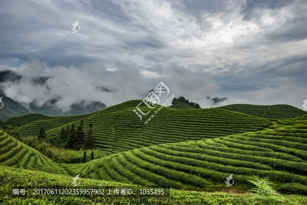 雨后茶園