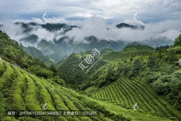 茶園風光