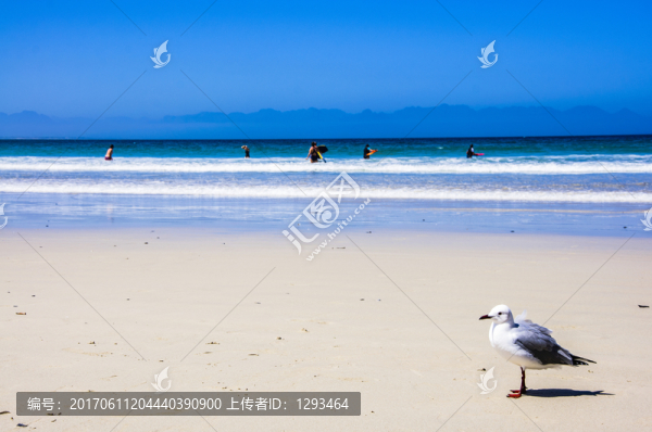 大海,沙灘,鴿子