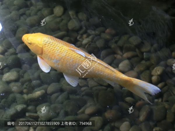 錦鯉