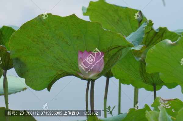 荷花
