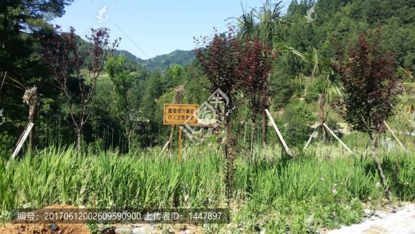 綠化