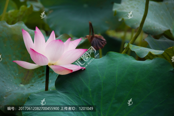 蓮花