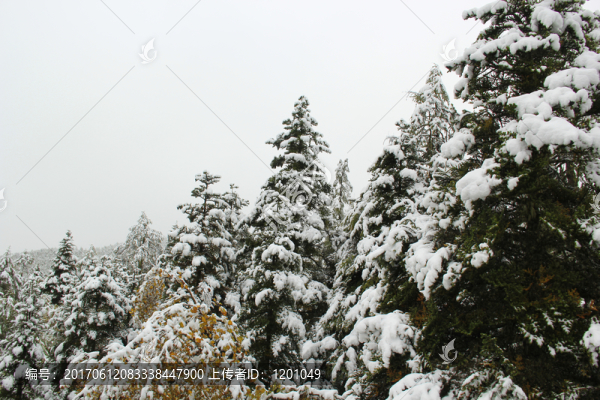 雪