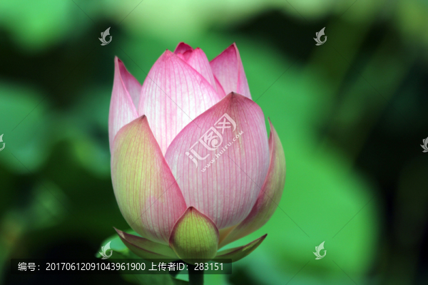 花蕾
