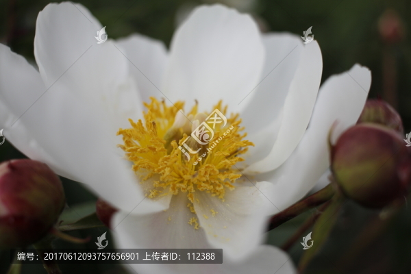 大芍藥,芍藥花,藥材,白芍藥