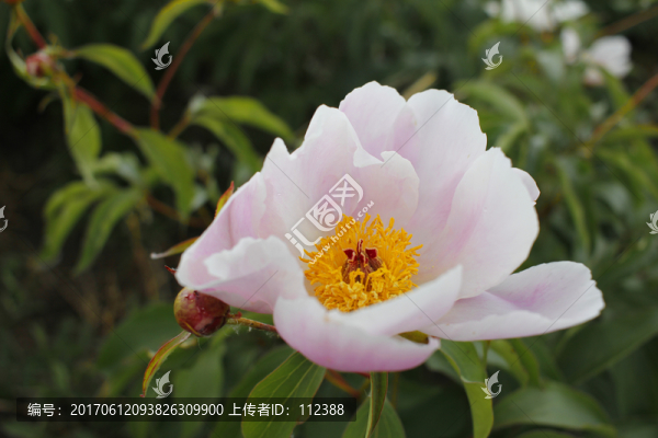 大芍藥,芍藥花,藥材,白芍藥