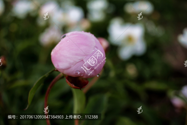 大芍藥,芍藥花,藥材,白芍藥