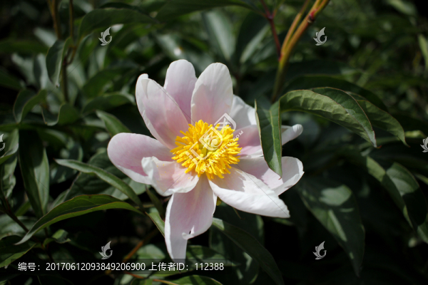 大芍藥,芍藥花,藥材,白芍藥