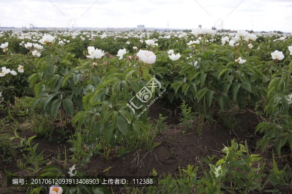 大芍藥,芍藥花,藥材,白芍藥