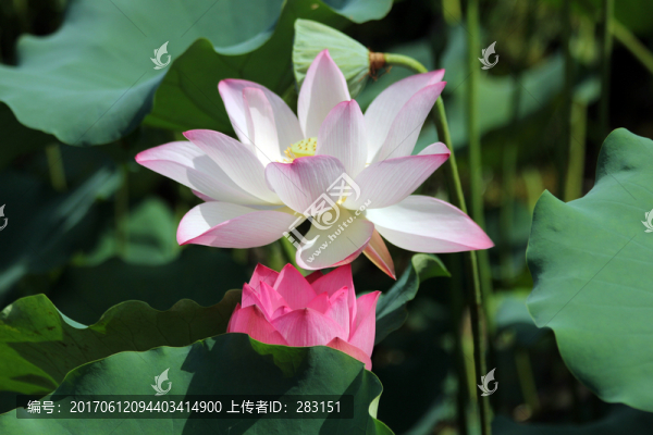 荷花,蓮花